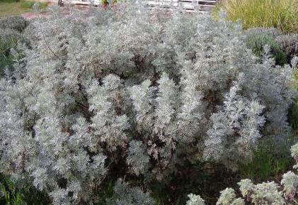 Artemisia arborescens: Productos y Servicios de Naturalia Jardiners Artemisia arborescens: Productos y Servicios de Naturalia Jardiners
