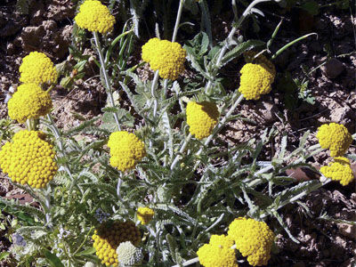 Achillea coarctata: Productos y Servicios de Naturalia Jardiners Achillea coarctata: Productos y Servicios de Naturalia Jardiners