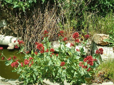 Centranthus ruber: Productos y Servicios de Naturalia Jardiners Centranthus ruber: Productos y Servicios de Naturalia Jardiners