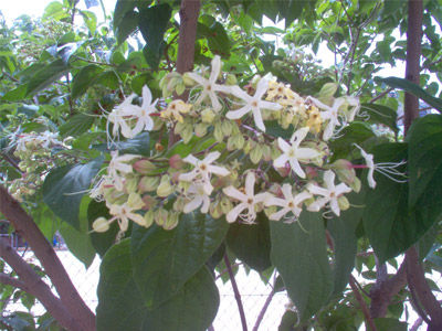 Clerodendron trichotomum: Productos y Servicios de Naturalia Jardiners Clerodendron trichotomum: Productos y Servicios de Naturalia Jardiners