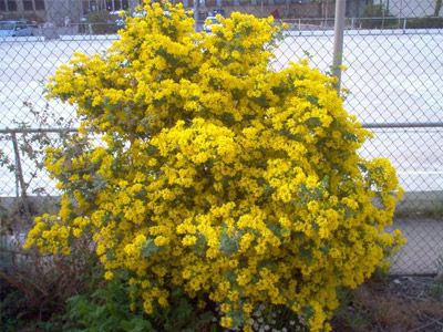 Coronilla valentina sp. glauca: Productos y Servicios de Naturalia Jardiners Coronilla valentina sp. glauca: Productos y Servicios de Naturalia Jardiners