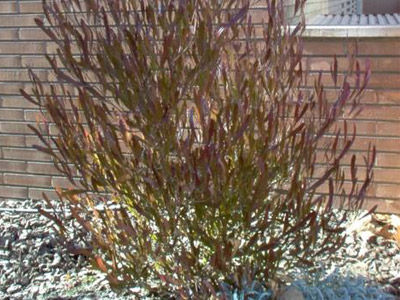 Dodonea viscosa purpurea: Productos y Servicios de Naturalia Jardiners Dodonea viscosa purpurea: Productos y Servicios de Naturalia Jardiners