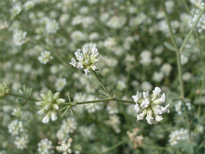 Dorycnium pentaphyllum: Productos y Servicios de Naturalia Jardiners Dorycnium pentaphyllum: Productos y Servicios de Naturalia Jardiners