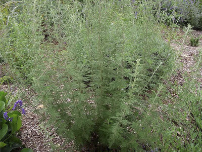 Artemisia afra: Productos y Servicios de Naturalia Jardiners Artemisia afra: Productos y Servicios de Naturalia Jardiners