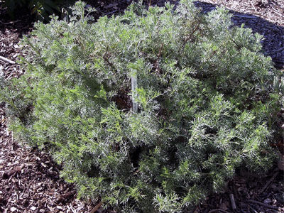 Artemisia alba: Productos y Servicios de Naturalia Jardiners Artemisia alba: Productos y Servicios de Naturalia Jardiners