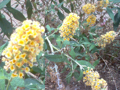 Buddleja x weyeriana: Productos y Servicios de Naturalia Jardiners Buddleja x weyeriana: Productos y Servicios de Naturalia Jardiners