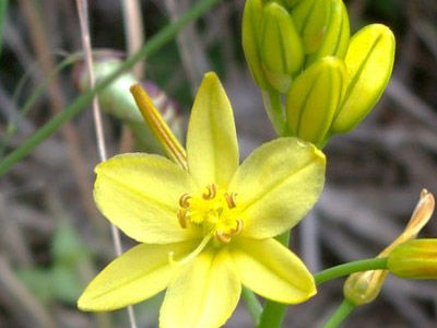 Bulbine frutescens: Productos y Servicios de Naturalia Jardiners Bulbine frutescens: Productos y Servicios de Naturalia Jardiners