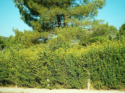 Bupleurum fruticosum: Productos y Servicios de Naturalia Jardiners Bupleurum fruticosum: Productos y Servicios de Naturalia Jardiners