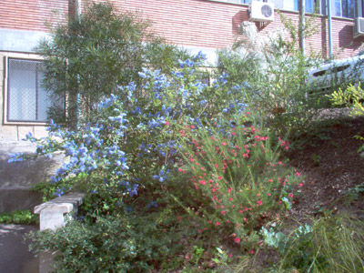 Ceanothus arboreus: Productos y Servicios de Naturalia Jardiners Ceanothus arboreus: Productos y Servicios de Naturalia Jardiners
