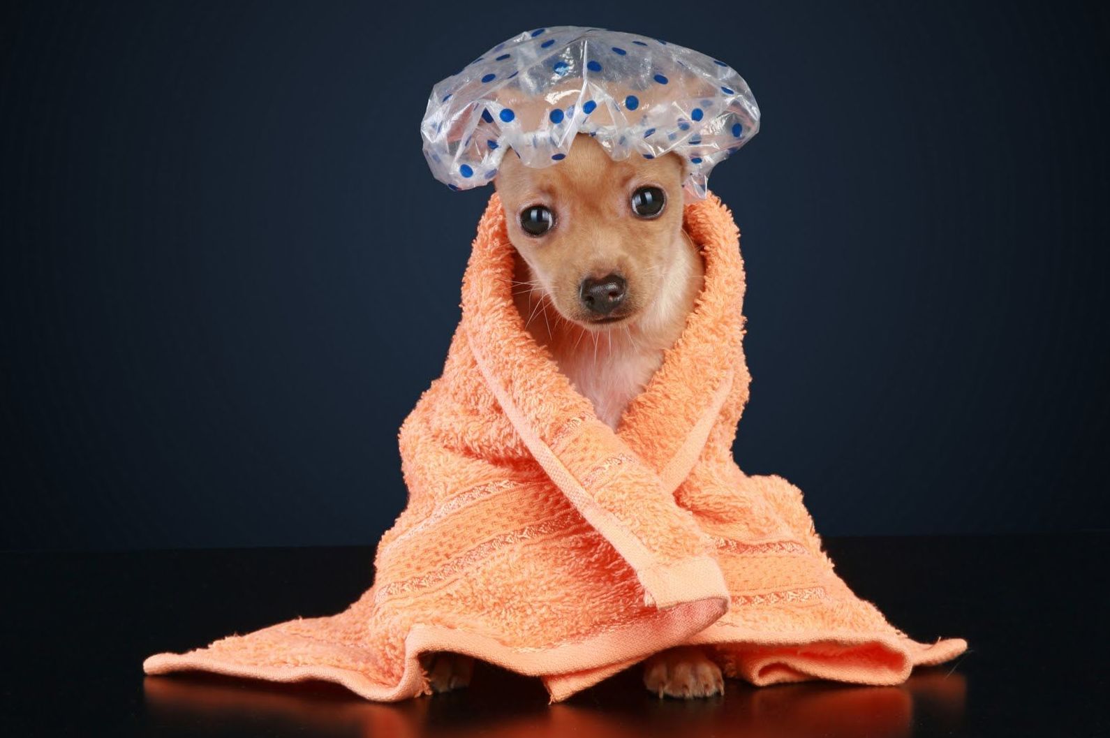 Peluqueria perros y gatos en Madrid, Hortaleza, Canillas Peluqueria perros y gatos en Madrid, Hortaleza, Canillas