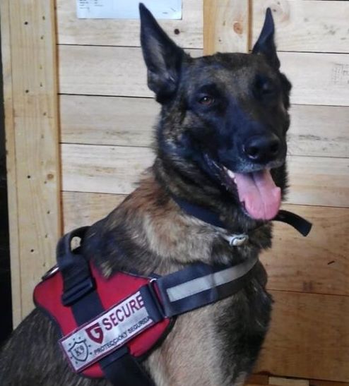 Curso específico Vigilancia con Perros // Guía Canino: Cursos de ICST Curso específico Vigilancia con Perros // Guía Canino: Cursos de ICST