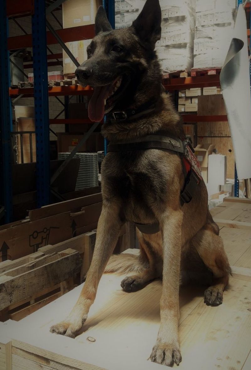 Curso de Equipos de Perros Detectores de Explosivos – EPDE: Cursos de ICST Curso de Equipos de Perros Detectores de Explosivos – EPDE: Cursos de ICST