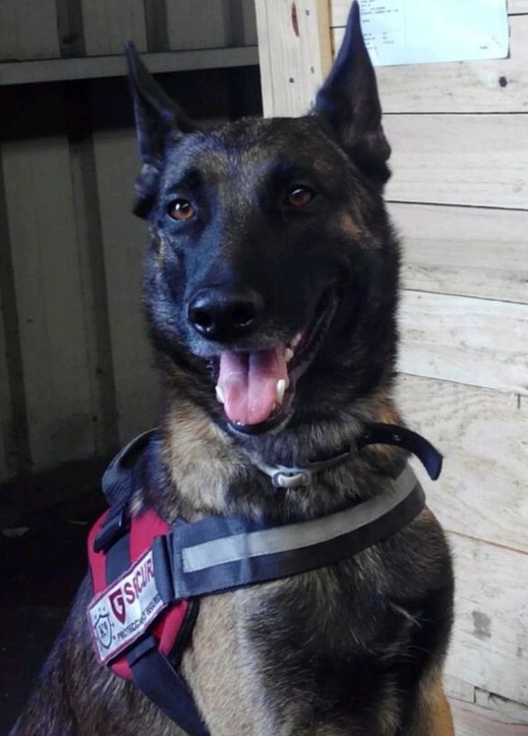 Curso específico Vigilancia con Perros // Guía Canino: Cursos de ICST Curso específico Vigilancia con Perros // Guía Canino: Cursos de ICST