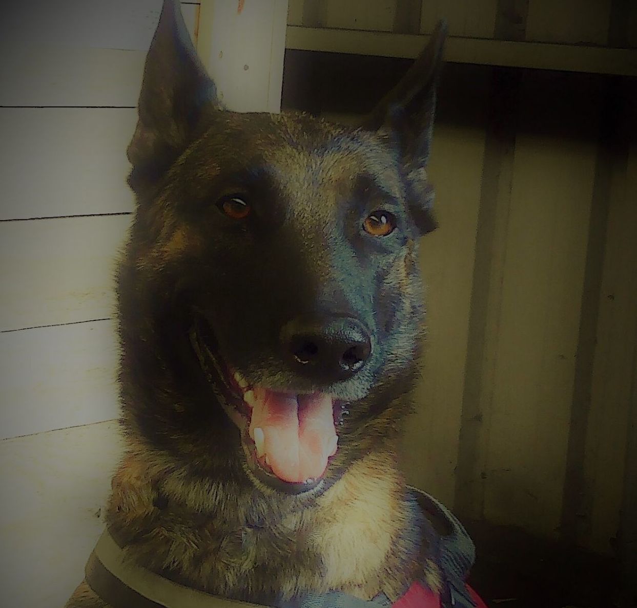 Curso específico Vigilancia con Perros // Guía Canino: Cursos de ICST Curso específico Vigilancia con Perros // Guía Canino: Cursos de ICST