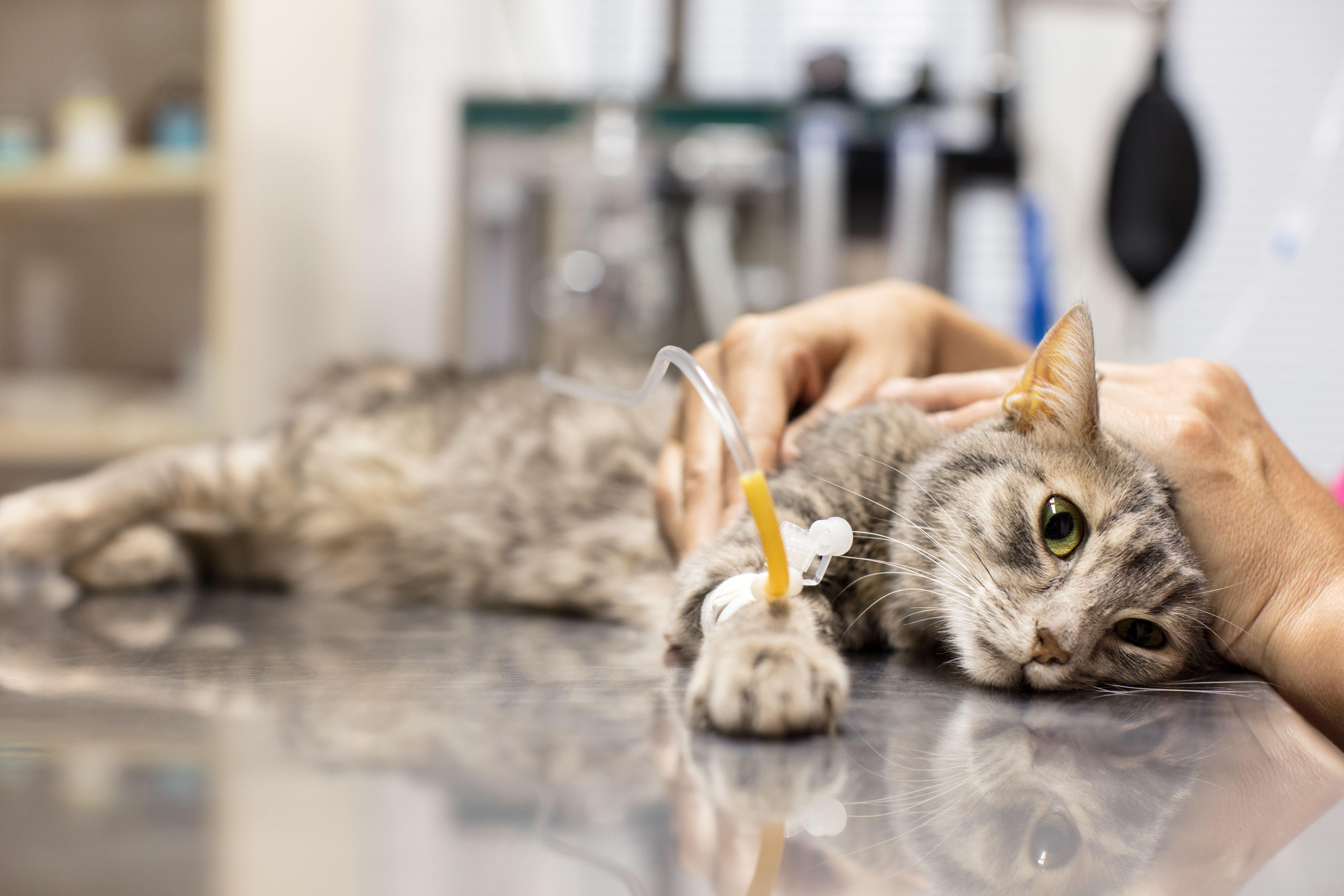 Ingresos: Servicios de Clinica Veterinaria Animalia Ingresos: Servicios de Clinica Veterinaria Animalia