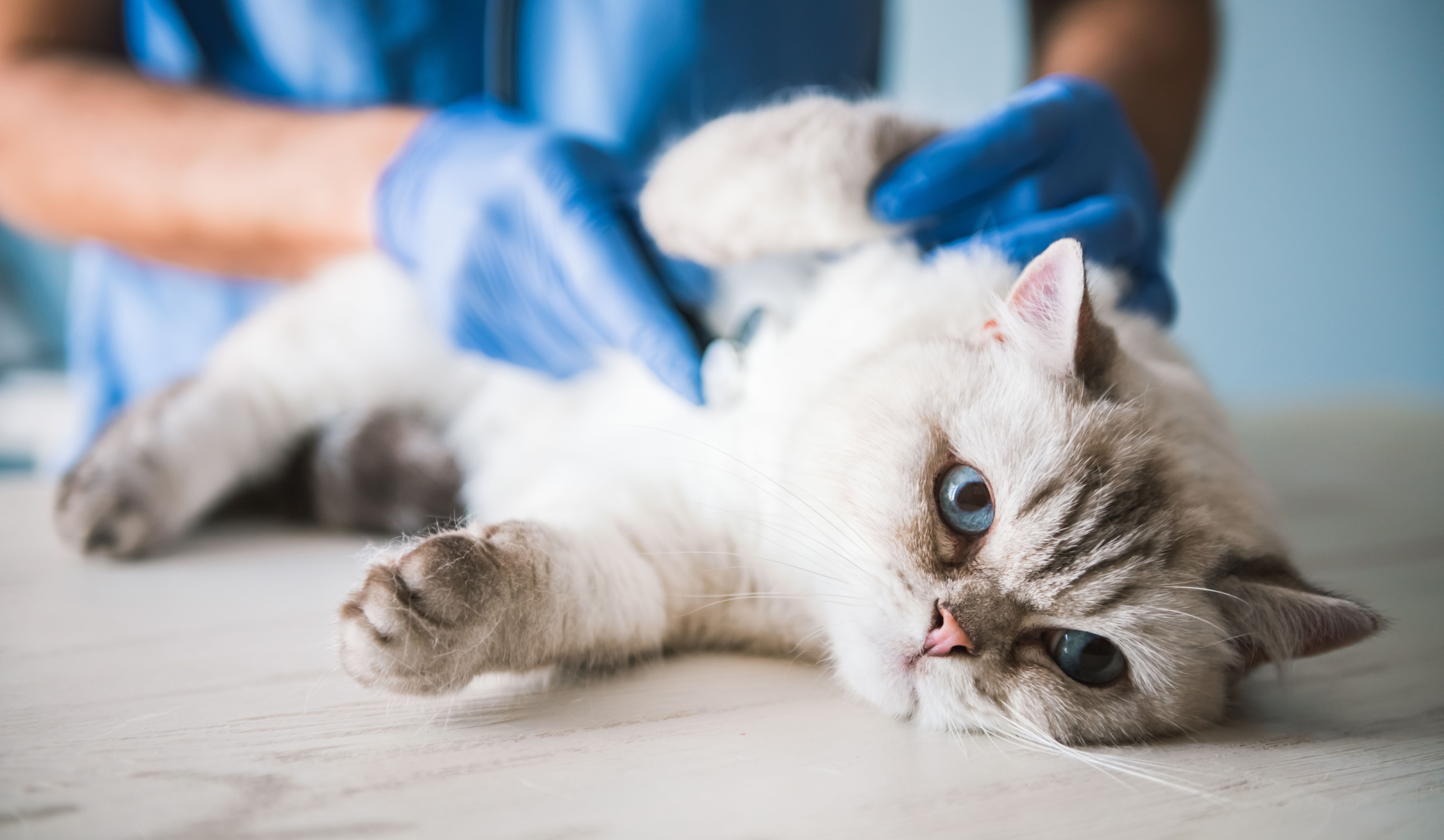 Consulta para gatos: Servicios de Clinica Veterinaria Animalia Consulta para gatos: Servicios de Clinica Veterinaria Animalia