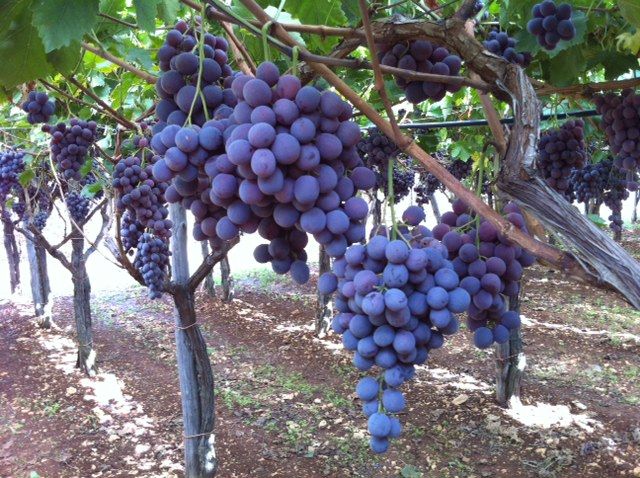 Uvas: Productos de Uniland Uvas: Productos de Uniland