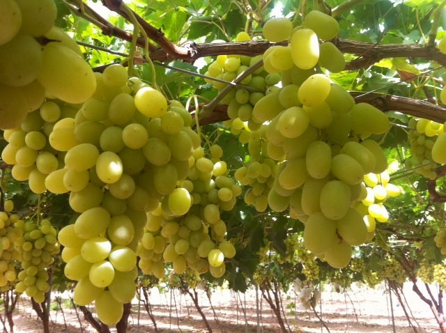 Uvas: Productos de Uniland Uvas: Productos de Uniland