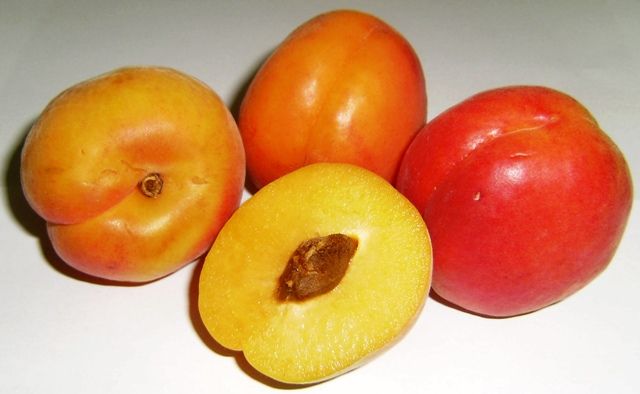 Frutas de hueso: Productos de Uniland Frutas de hueso: Productos de Uniland