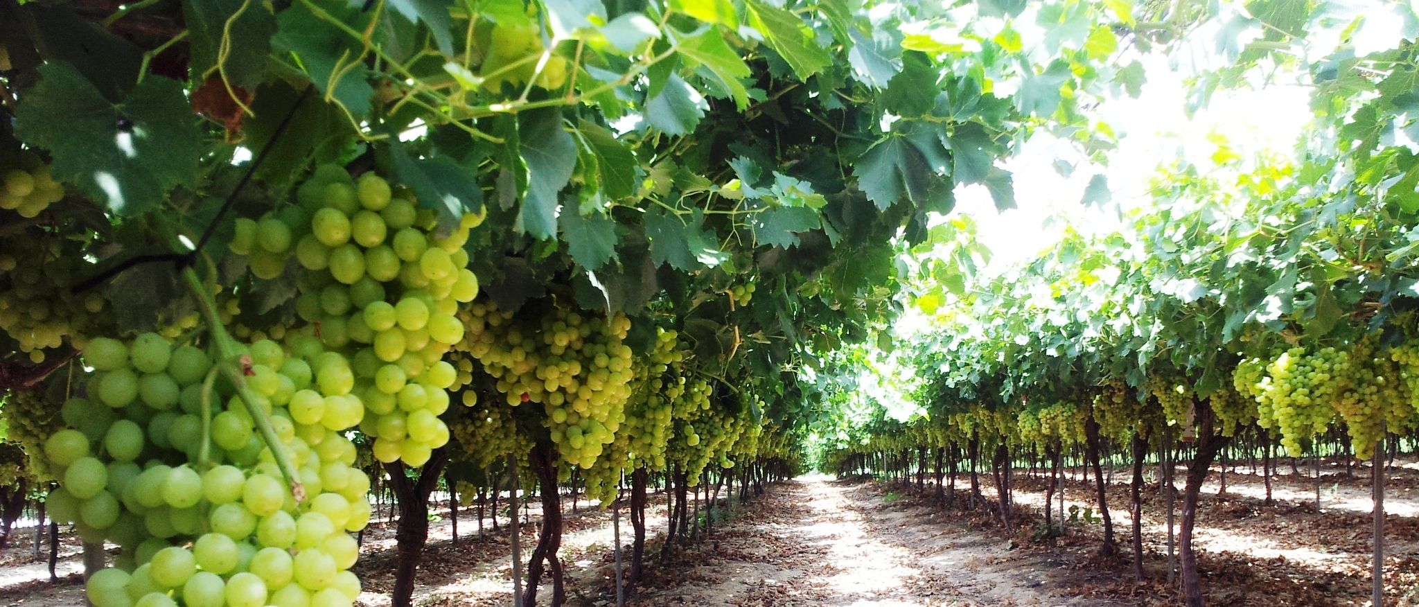 Uvas: Productos de Uniland Uvas: Productos de Uniland