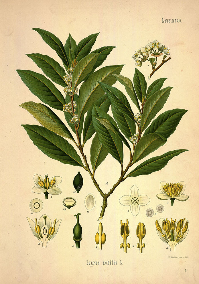 Botánica: Catálogo de 4 Ingletes Alberto Aguilera Botánica: Catálogo de 4 Ingletes Alberto Aguilera