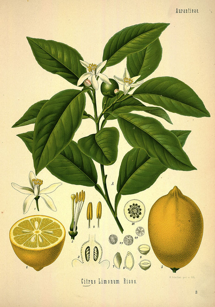 Botánica: Catálogo de 4 Ingletes Alberto Aguilera Botánica: Catálogo de 4 Ingletes Alberto Aguilera