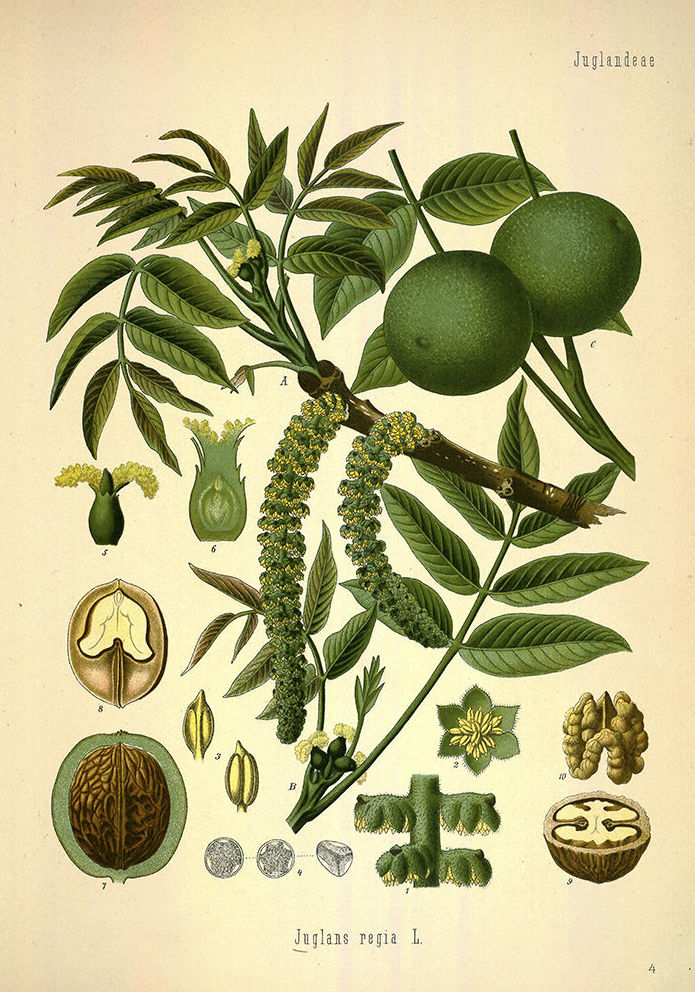 Botánica: Catálogo de 4 Ingletes Alberto Aguilera Botánica: Catálogo de 4 Ingletes Alberto Aguilera