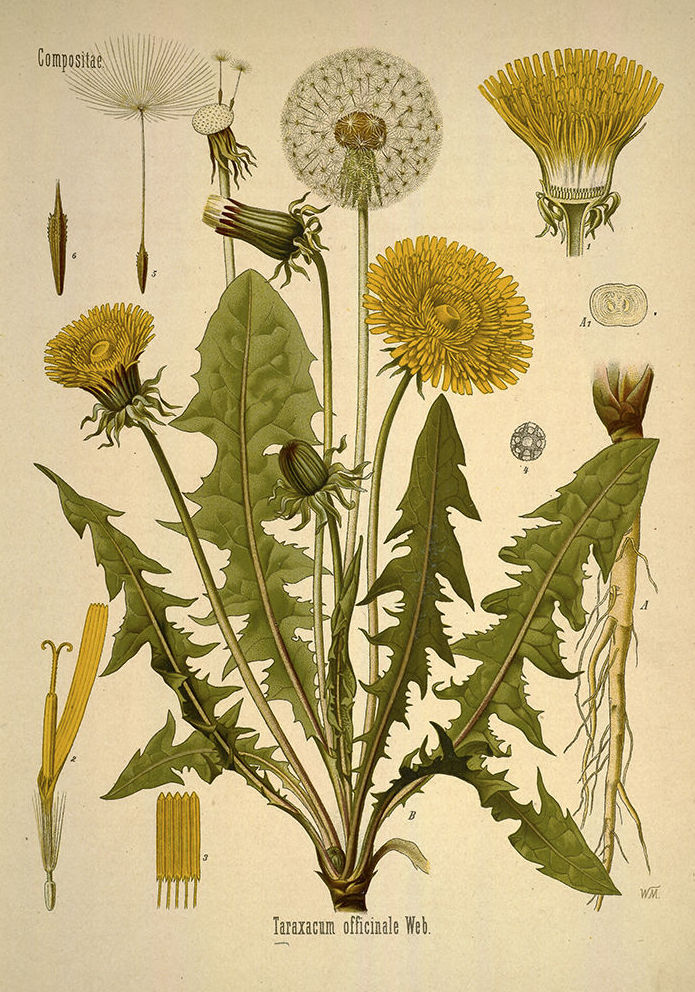 Botánica: Catálogo de 4 Ingletes Alberto Aguilera Botánica: Catálogo de 4 Ingletes Alberto Aguilera