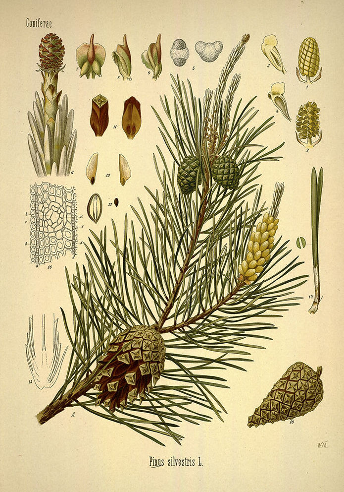 Botánica: Catálogo de 4 Ingletes Alberto Aguilera Botánica: Catálogo de 4 Ingletes Alberto Aguilera