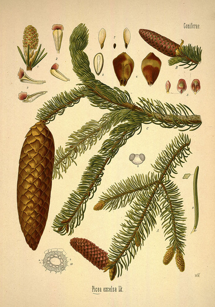 Botánica: Catálogo de 4 Ingletes Alberto Aguilera Botánica: Catálogo de 4 Ingletes Alberto Aguilera