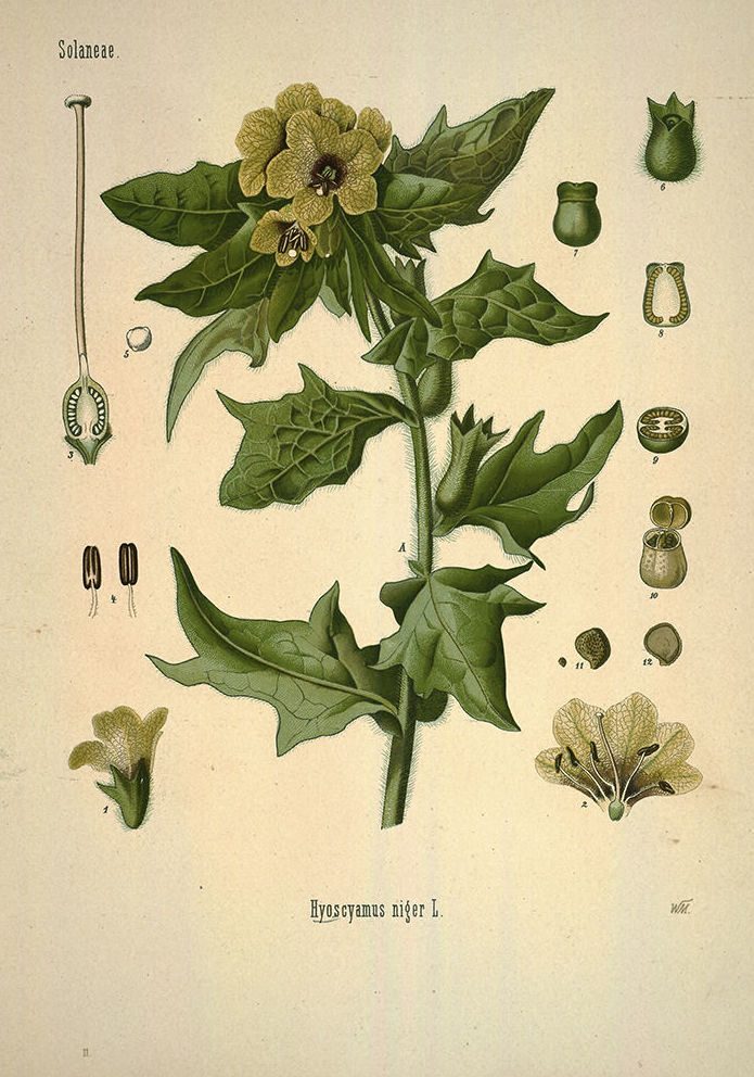 Botánica: Catálogo de 4 Ingletes Alberto Aguilera Botánica: Catálogo de 4 Ingletes Alberto Aguilera