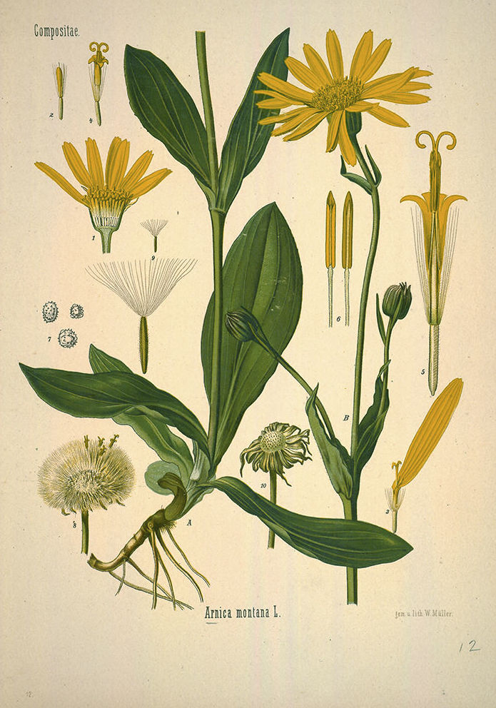 Botánica: Catálogo de 4 Ingletes Alberto Aguilera Botánica: Catálogo de 4 Ingletes Alberto Aguilera