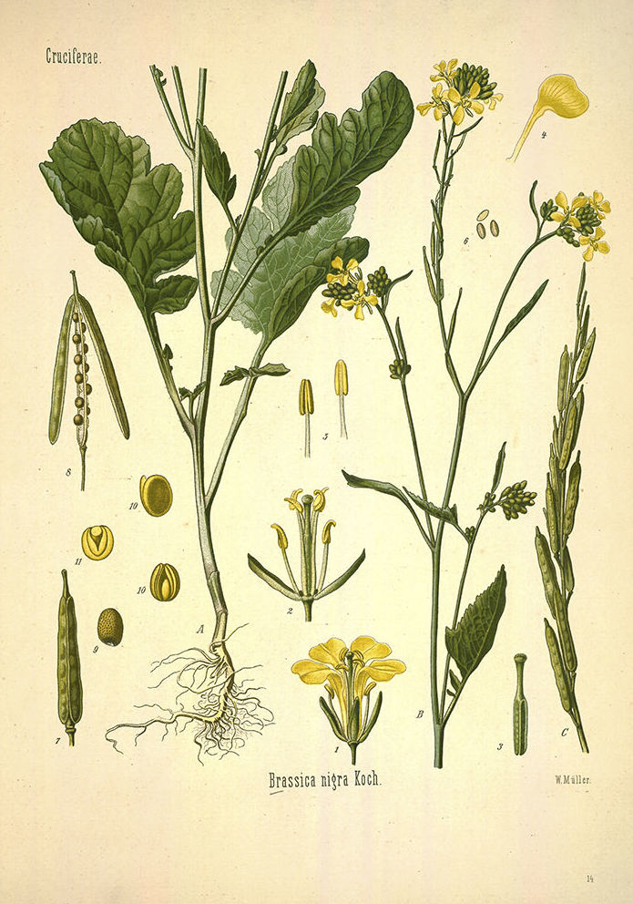 Botánica: Catálogo de 4 Ingletes Alberto Aguilera Botánica: Catálogo de 4 Ingletes Alberto Aguilera