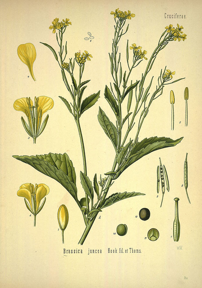 Botánica: Catálogo de 4 Ingletes Alberto Aguilera Botánica: Catálogo de 4 Ingletes Alberto Aguilera