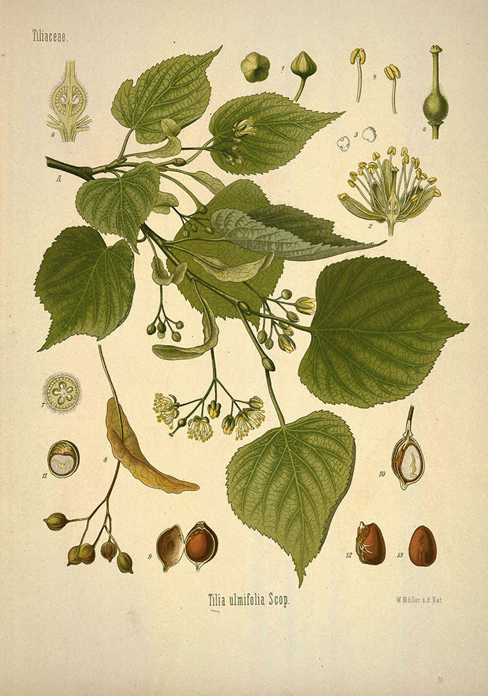 Botánica: Catálogo de 4 Ingletes Alberto Aguilera Botánica: Catálogo de 4 Ingletes Alberto Aguilera