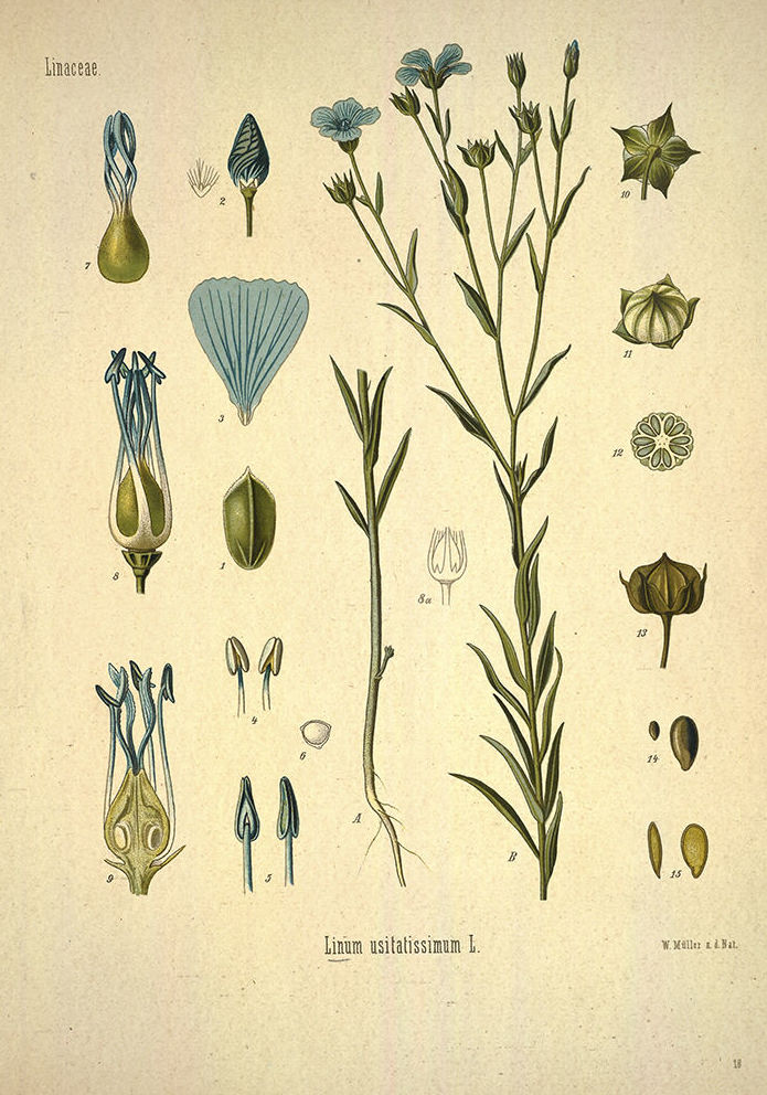 Botánica: Catálogo de 4 Ingletes Alberto Aguilera Botánica: Catálogo de 4 Ingletes Alberto Aguilera