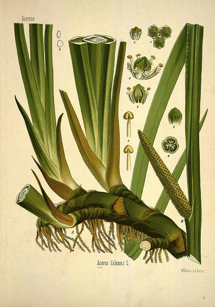 Botánica: Catálogo de 4 Ingletes Alberto Aguilera Botánica: Catálogo de 4 Ingletes Alberto Aguilera