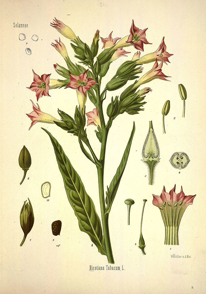 Botánica: Catálogo de 4 Ingletes Alberto Aguilera Botánica: Catálogo de 4 Ingletes Alberto Aguilera