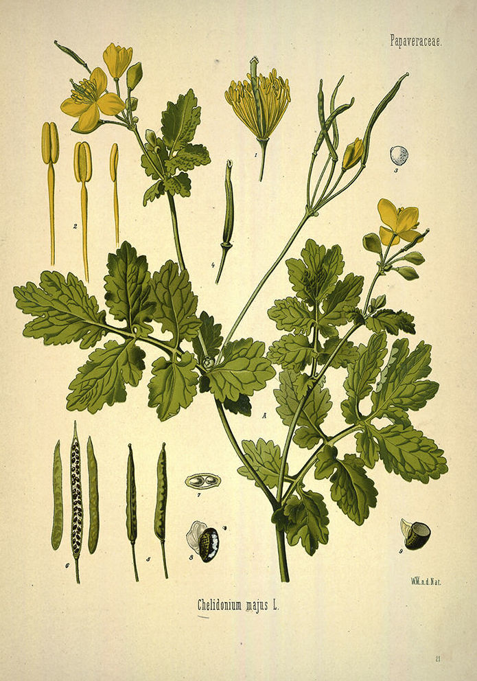 Botánica: Catálogo de 4 Ingletes Alberto Aguilera Botánica: Catálogo de 4 Ingletes Alberto Aguilera