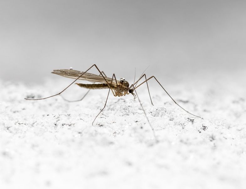 Moscas y mosquitos: Servicios de Dys - Hy Moscas y mosquitos: Servicios de Dys - Hy