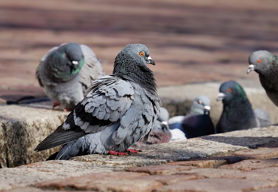 Aves: Servicios de Dys - Hy Aves: Servicios de Dys - Hy