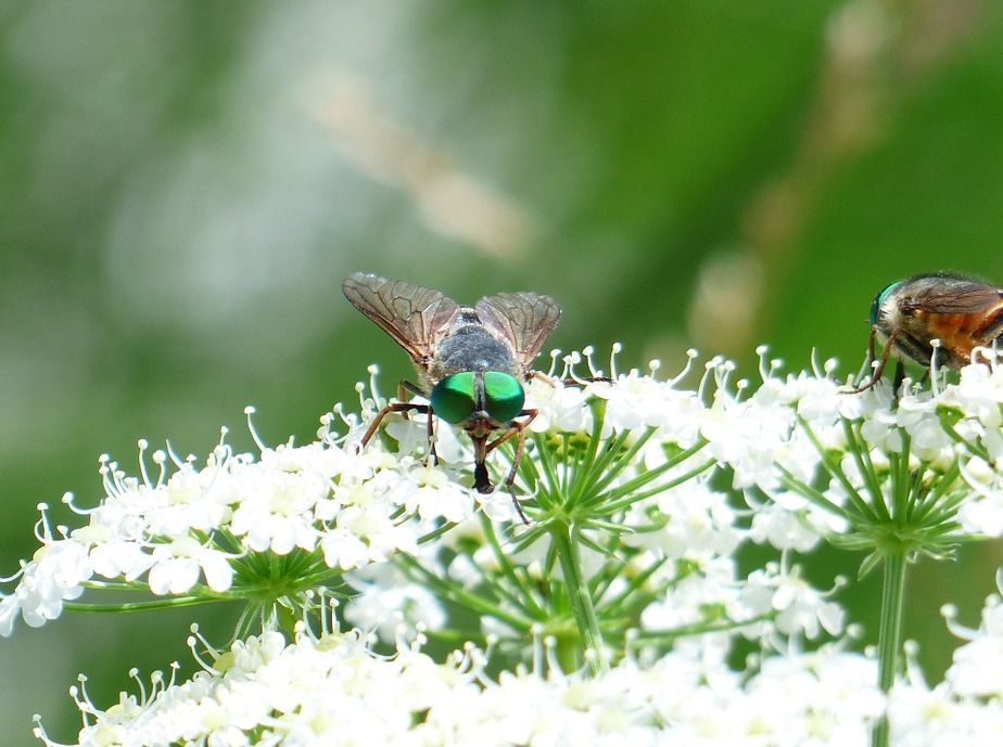 Moscas y mosquitos: Servicios de Dys - Hy Moscas y mosquitos: Servicios de Dys - Hy