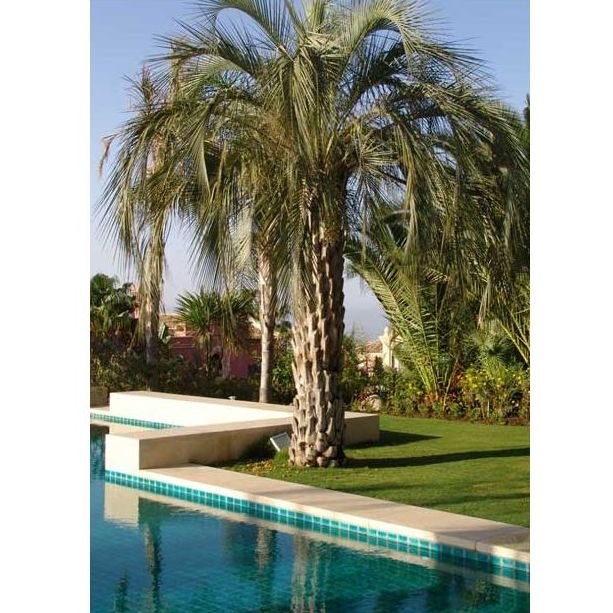 Piscinas: Productos y servicios de Vivero Fantastic Gardens Piscinas: Productos y servicios de Vivero Fantastic Gardens