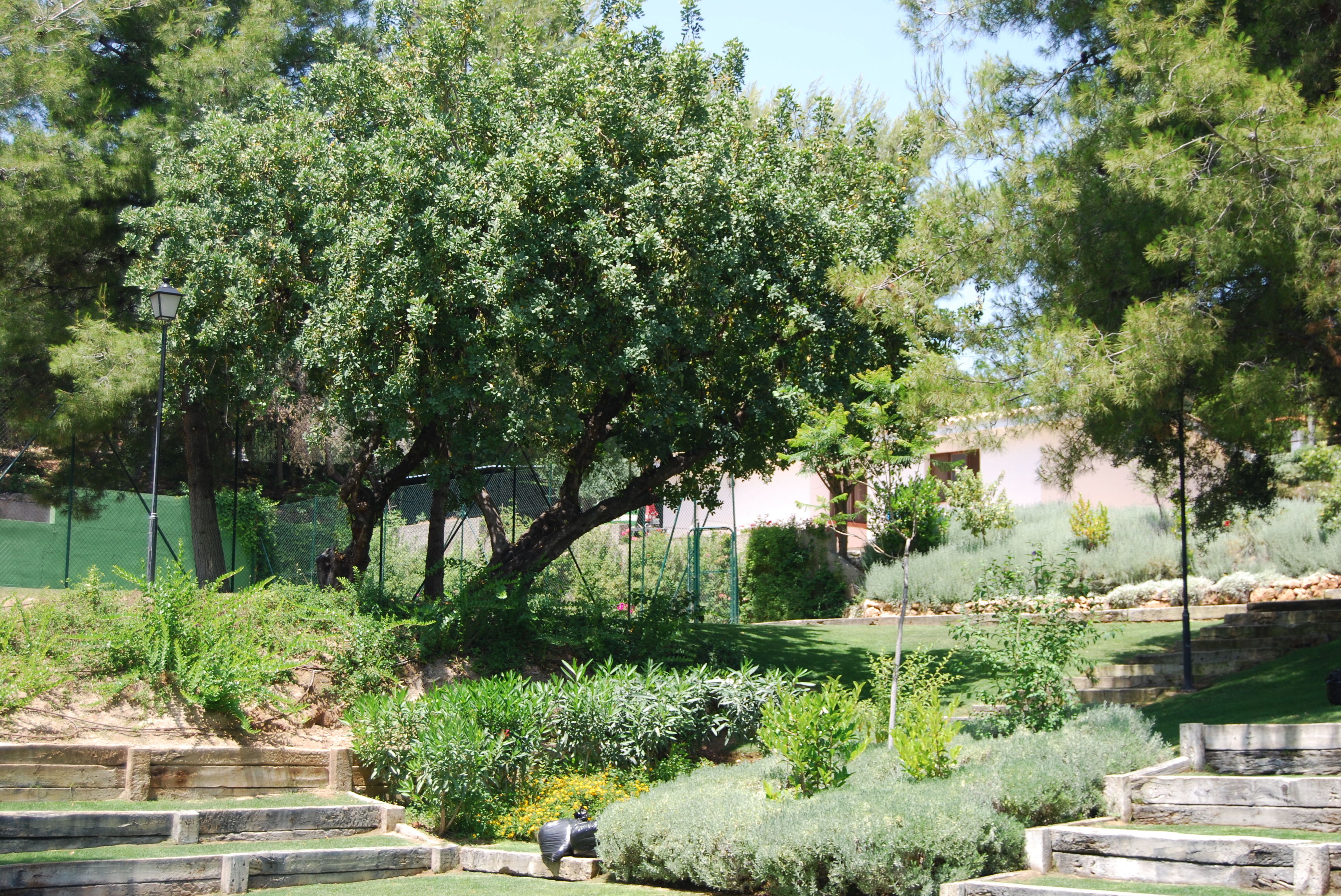 Realización del jardín de la Universidad de Marbella (MIUC)
