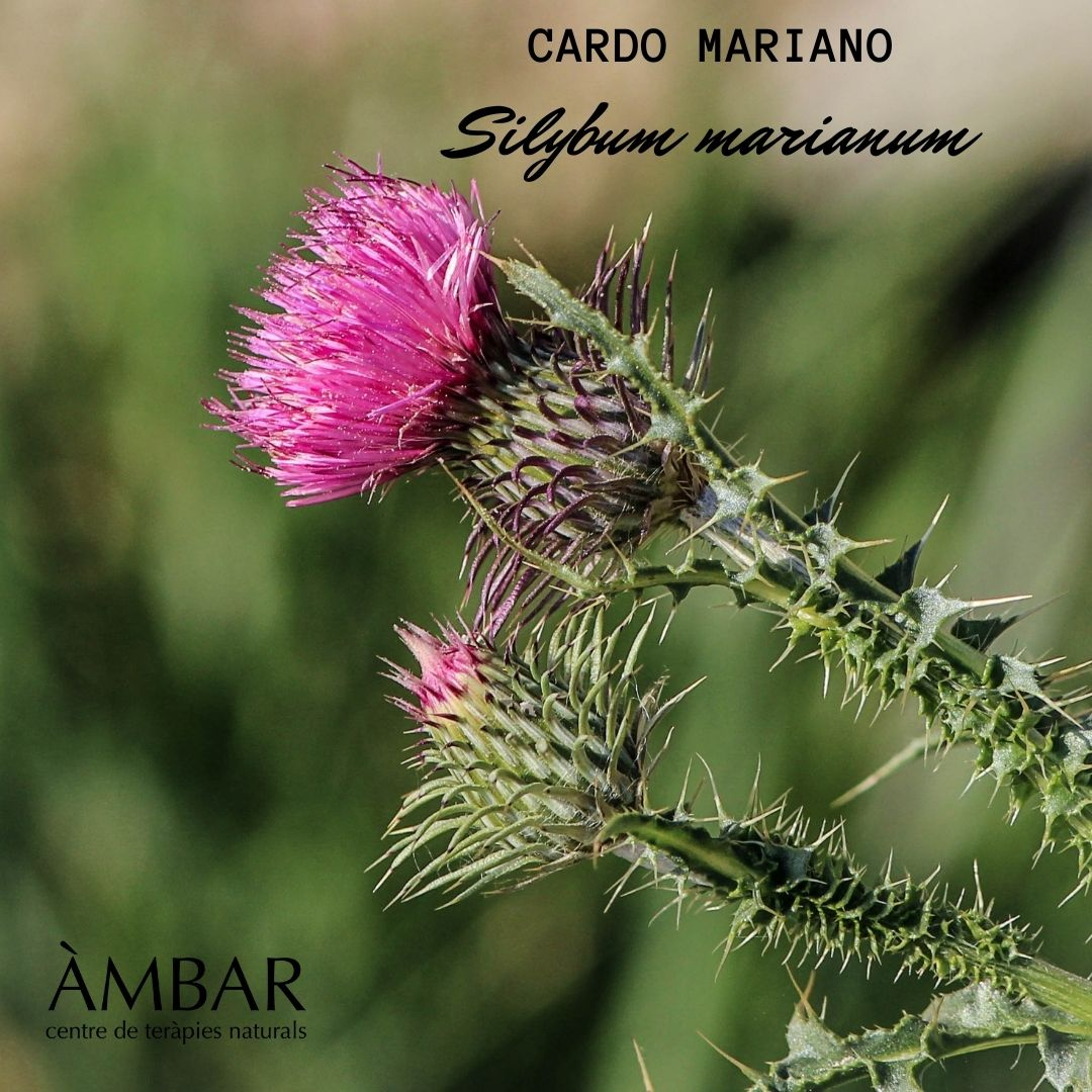 Cardo mariano (Silybum marianum) orgánico