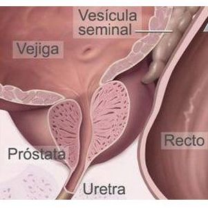 Urología: Servicios de Luis Miguel Nalda