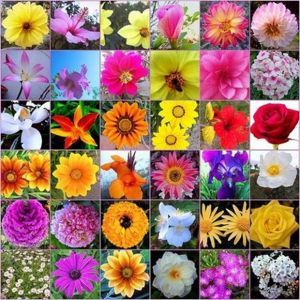 Flores de Bach: Cursos de formación de Fusellas Flores de Bach: Cursos de formación de Fusellas