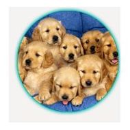 Reproducción : Servicios de Clínica Veterinaria Roncal Reproducción : Servicios de Clínica Veterinaria Roncal
