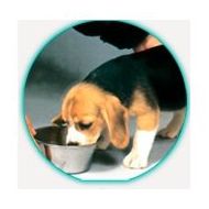 Nutrición : Servicios de Clínica Veterinaria Roncal Nutrición : Servicios de Clínica Veterinaria Roncal