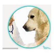 Medicina general: Servicios de Clínica Veterinaria Roncal Medicina general: Servicios de Clínica Veterinaria Roncal
